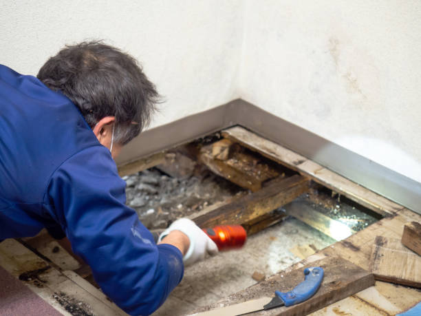 Best Mold Damage Repair  in Kincheloe, MI