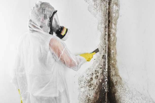 Best Mold Remediation Experts  in Kincheloe, MI
