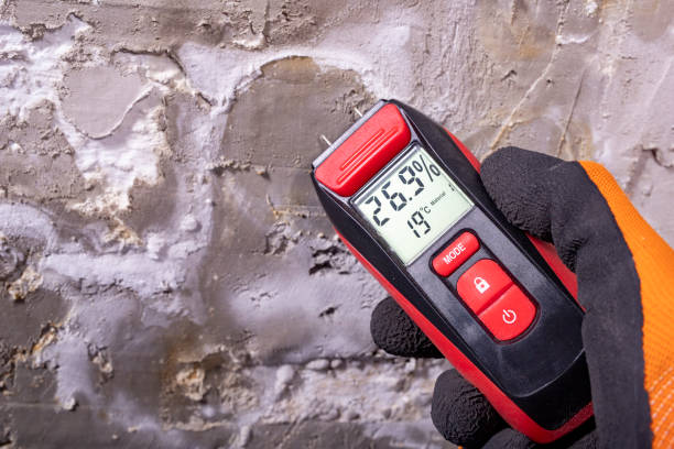 Best Black Mold Removal  in Kincheloe, MI