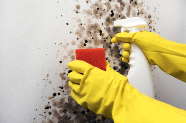 Best Fast Mold Removal  in Kincheloe, MI