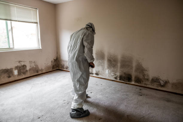 Best Toxic Mold Removal  in Kincheloe, MI