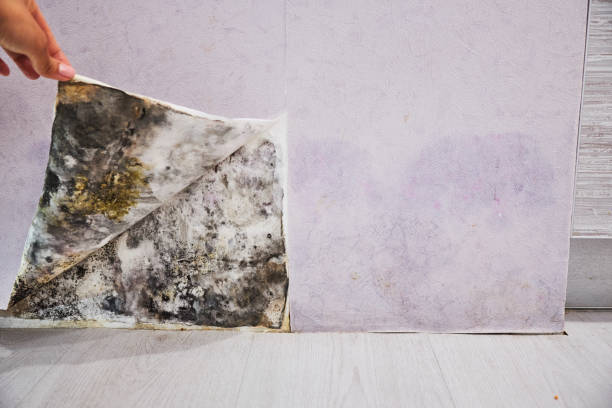 Best Professional Mold Removal  in Kincheloe, MI